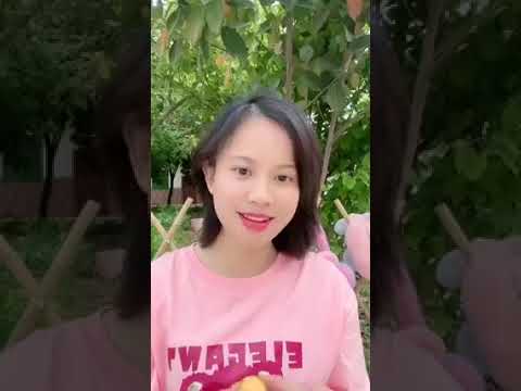 622 怀念儿时偷水果的快乐 (蕉岭客家话) Happy memories of stealing fruits during childhood (Jiaoling Hakka)