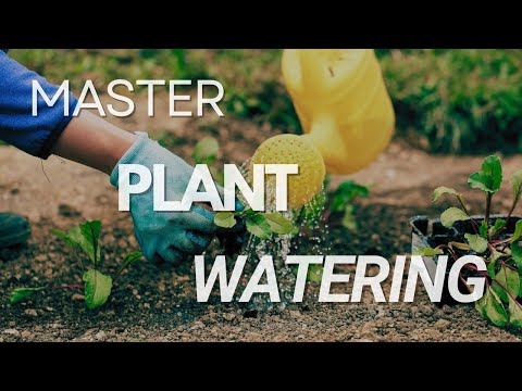 How to Water Your Plants Without Drowning Them: The Unhinged Guide | Gardener’s Survival Guide🌱💧