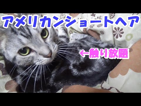 猫の触り放題幸せタイム（アメリカンショートヘア）