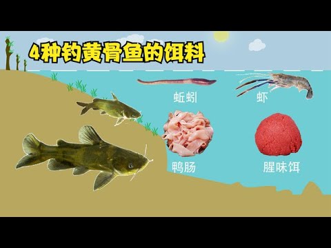 这4种饵料都能拿来钓黄骨鱼，无论是白天还是夜钓，鱼口都不错