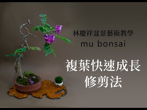 夏∣複葉盆景 快速生長修剪技法 ◤林慶祥盆景藝術教學◢ Bonsai in Taiwan