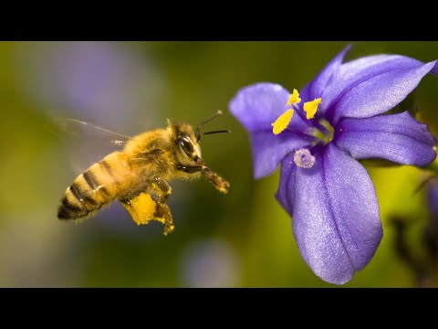 Пчелы - труженицы.