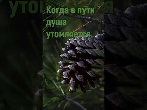 Когда в пути душа утомляется - Христианские песни #shorts #когдавпутидушаутомляется