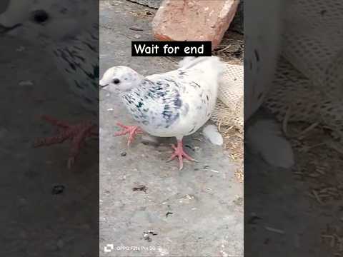 Kon si bride h bhaiyo 😯 #pigeon #shortvideo #shorts #viralvideo