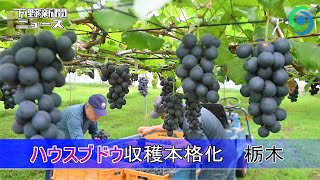 ハウスブドウ収穫本格化 栃木