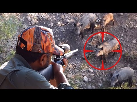 PERFECT WILD BOAR HEADSHOTS, ULTIMATE HUNTING ADVENTURE #hunting #wildboar