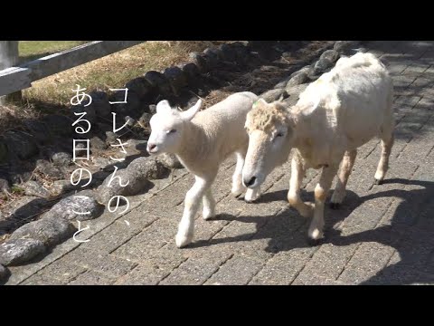 関西のおすすめおでかけスポット！六甲山牧場で羊に癒されよう♪