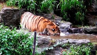 根気強い性格です　Amur tiger(アムールトラ)　多摩動物公園