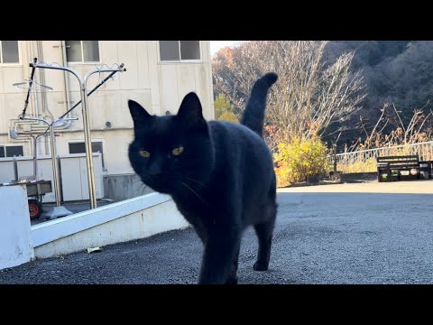 坂道で追いかけてくる黒ねこちゃん　No.８１８　に　２０２４年　１２月７日　８：００　のくろねこちゃん　black cat