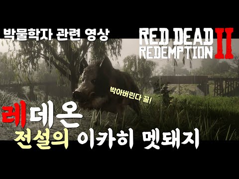 레데리2 온라인) 박물학자 관련 ★전설의 이카히 멧돼지 사냥★ 공격적인 멧돼지다 꿀!