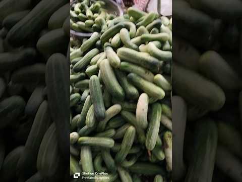 cucumber 🥒 farming.କାକୁଡି ଚାଷ. #cucumber #farming #farmerlife