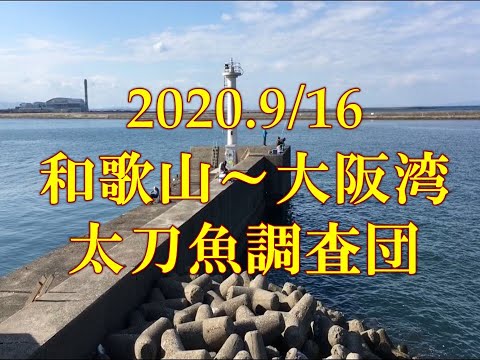 2020年9/16現在　タチウオ調査団　和歌山～大阪湾　太刀魚釣果調査隊