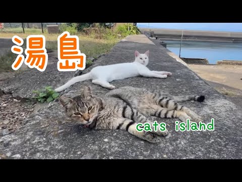 飯も食べたしI also ate rice.【湯島】【夏休み2024】【猫島巡り】