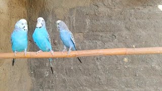 Blue Parakeet's Meal Completion Talking Budgies Charping #birds #budgis #talkingbird #parrot #talkin