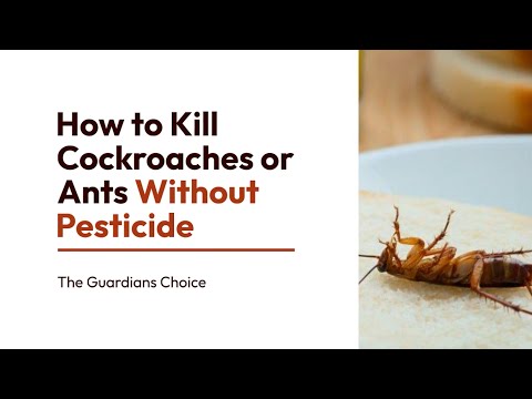 3 Ways to Kill Cockroaches or Ants Without Pesticide | The Guardian's Choice