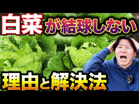 【なぁぜなぁ〜ぜ？】育てていた白菜が丸くならずに失敗する原因は〇〇にあり！