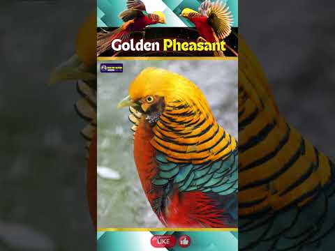 Golden Pheasant Bird | Rarest Bird of Mesmerizing Beauty in the World | Creative Nature