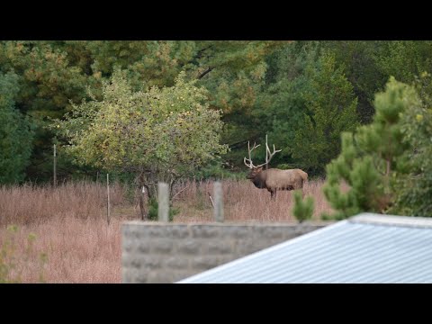 GIANT BULL ELK IN WISCONSIN