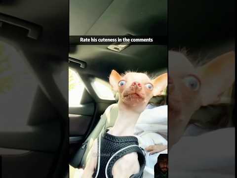 Funny reactions #shorts #trending #funny #pets #viralvideo