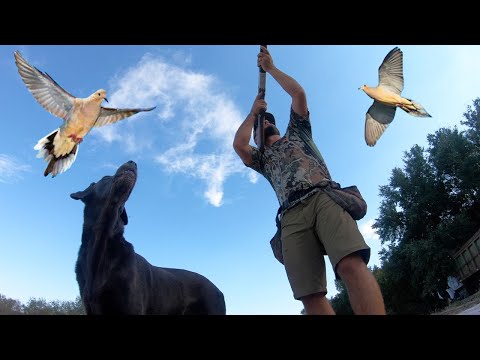 DOVE Hunting Texas {Catch Clean Cook} Best Dove Poppers EVER