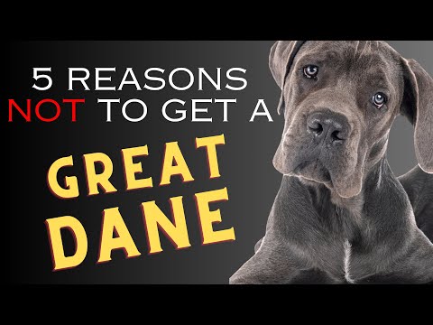 5 Reasons NOT to Get a Great Dane   Dogs 101