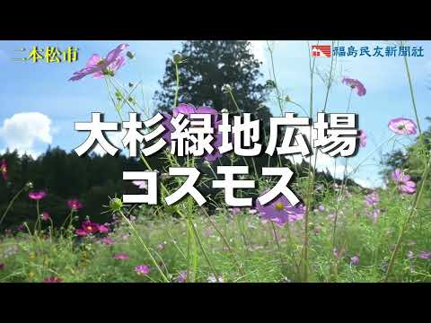 コスモス”色の競演”　二本松の大杉緑地広場