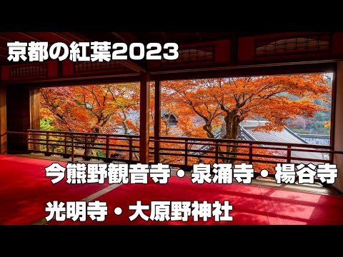 京都の紅葉2023 今熊野観音寺・泉涌寺・楊谷寺・光明寺・大原野神社ImakumanoKanonji  Sennyuji Yanagidaniji.Komyoji Oharano Shrine.