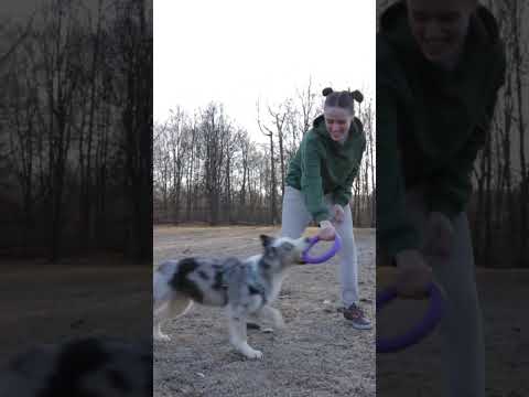 Dog playing with girl #puppy #shorts #ytshorts #dog