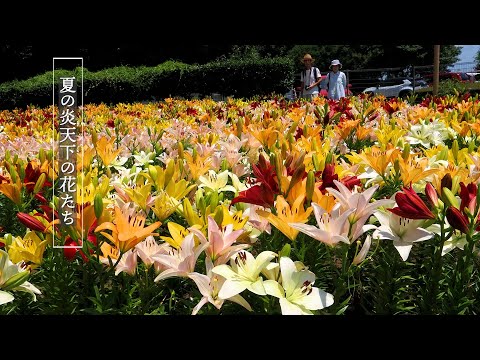 【4K Lily and Lotus】 Blossoming Flowers Amidst the Intense Heat 38℃ in Tokyo and Saitama. 炎天下で咲き誇る花たち