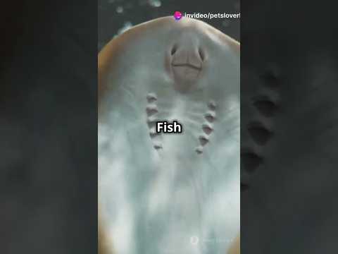 fish fun  #viralvideo