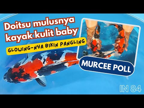 IKAN SHOWA DOITSU HARGA RAMAH POL JURAGAN MONGGO CEK ARINOR KOI 🥰