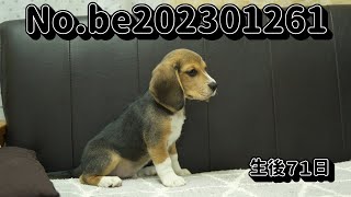 ビーグルの子犬販売 静岡県浜松市のブリーダー No.202301261  2023年1月26日生 4月7日現在