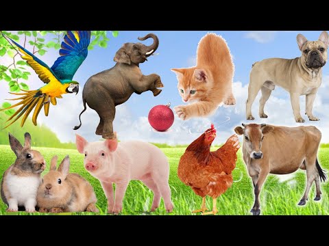 Wild animals: Horses, Elephants, Sheep, Dogs, Cats, Monkeys, Birds – Activities of animals in nature