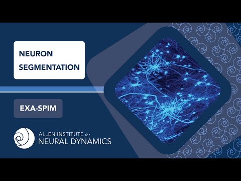 Neuron Segmentation | ExA-SPIM