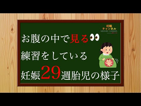 【妊娠29週】見る👀練習を始める✨29週胎児の様子とおすすめの過ごし方