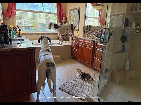 Polite Great Dane House Guest's First Look At Two Laid Back Cats