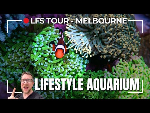 LFS Tour - Lifestyle Aquariums Melbourne