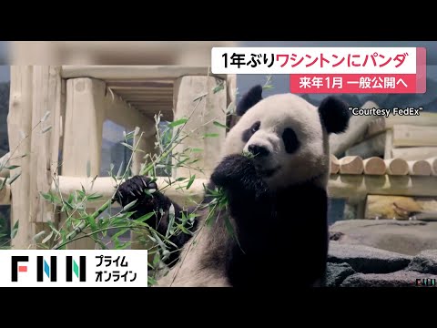 “24年ぶり”ワシントン動物園に中国からパンダ2頭到着！3歳の「バオリー」「チンバオ」にパンダファン歓喜　2025年1月一般公開予定