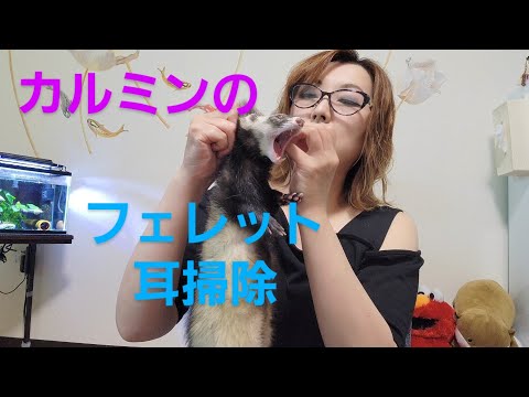 カルミンのフェレットルークちゃんの耳掃除