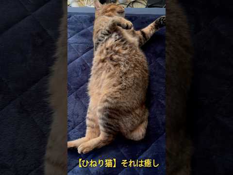 ひねり猫。それは猫が暑い日にひねりながらお腹をバーンと出しながら寝る姿の事。　#猫　#ねこ　#ひねり猫　#ひねり-1GP #虎丸　#猫との暮らし #猫動画　#猫好き