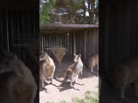 Australian kangaroos 澳洲袋鼠