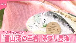 【豊漁】「富山湾の王者」寒ブリ  観光に追い風