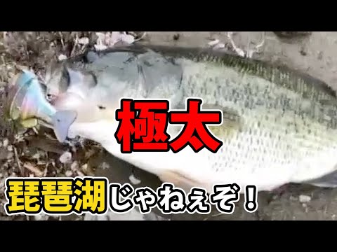 琵琶湖じゃねぇぞ！河口湖だぞ！極太50UP#バス釣り【ブルシューターJr.】