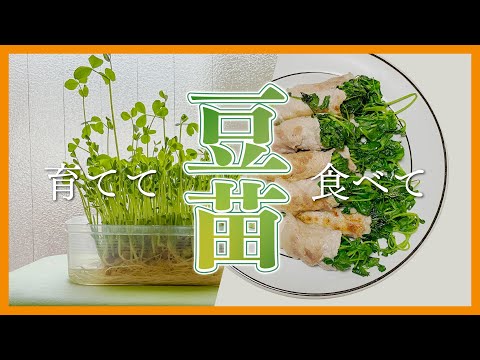 【再生栽培】豆苗を育てて簡単肉巻きを作ります