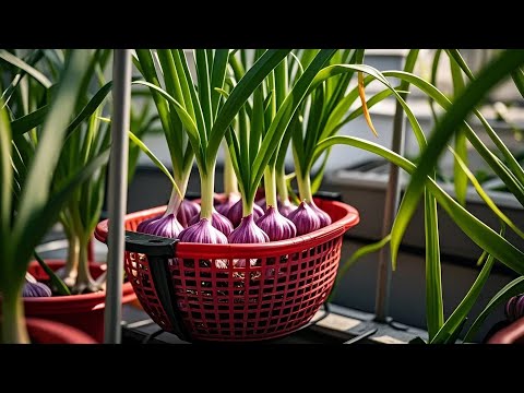 Harvest Tons of Vegetables on a Tiny Balcony 🌈🌱🥦 How to Maximize Productivity