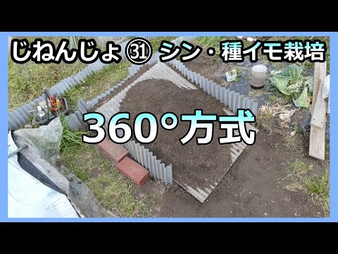 【楽々】自然薯ななめ栽培 ㉛新・種イモ栽培の植え付け 根を360°広げる