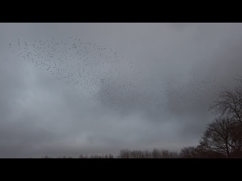 Starling murmuration (Stoney Middleton, Peak District)