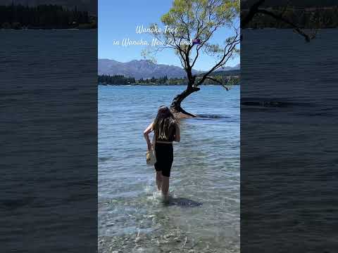 🇳🇿ニュージーランド｜湖の中に75年生えているワナカツリー🌲｜Wanaka tree, New Zealand｜#shorts #ニュージーランド #海外生活