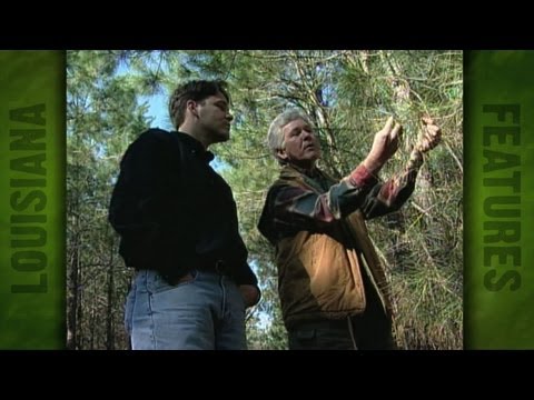 La's Forestry & Timber industries fighting stringent EPA rules (2000)