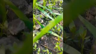 Farming gehu khetibaadishorts videos status #trending viral video #shortsfeed ytshorts farming viral